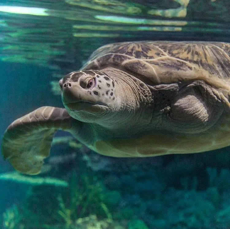 A green sea turtle swimming in the aquarium