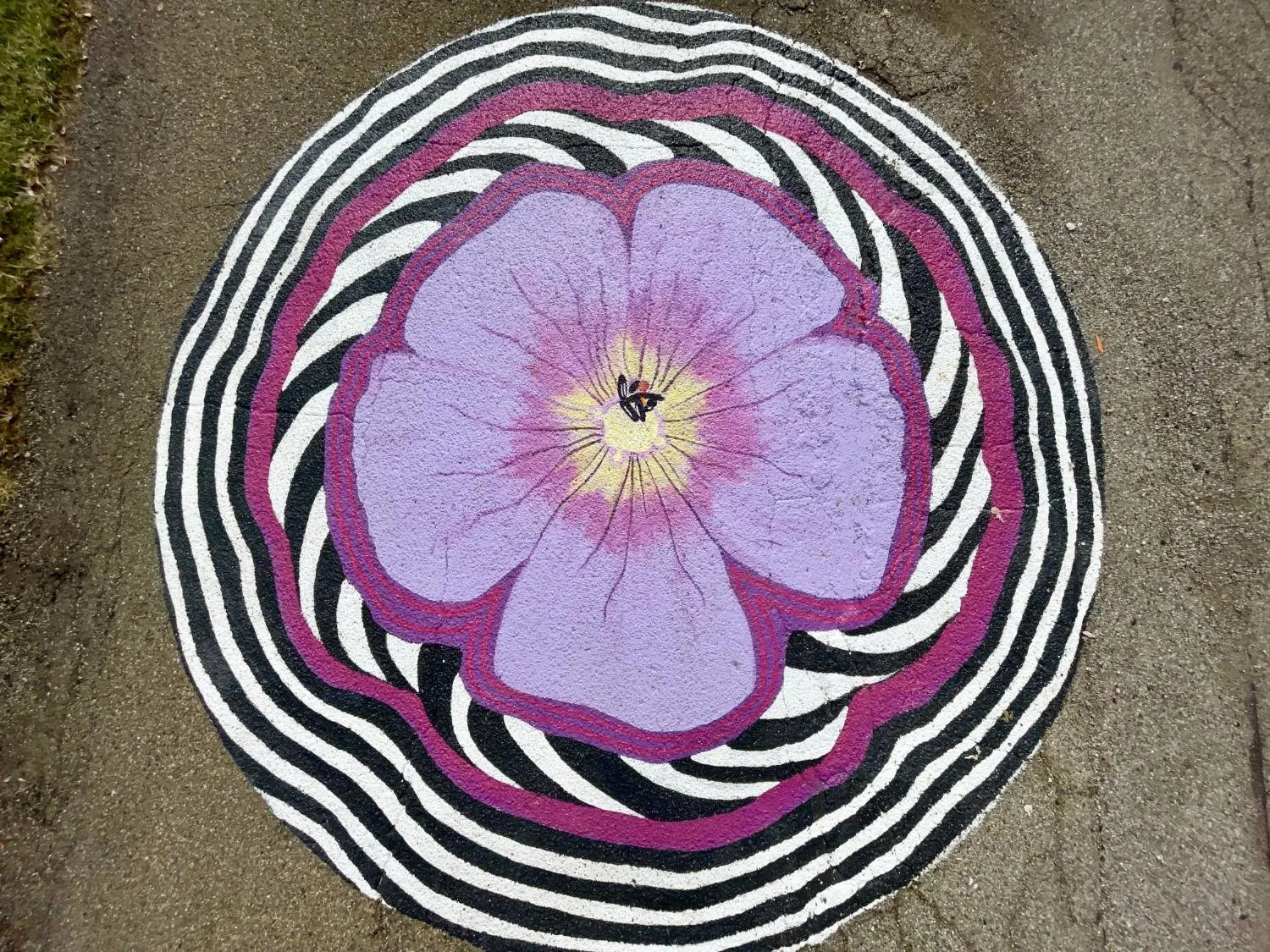 Circular street mural of a lavender geranium blossom ringed by magenta and black-and-white rippling stripes