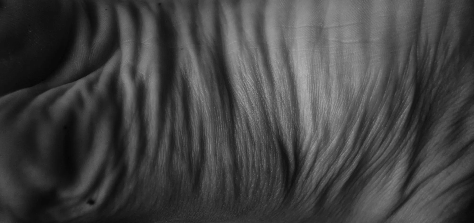 Wrinkles and Curves, 2017