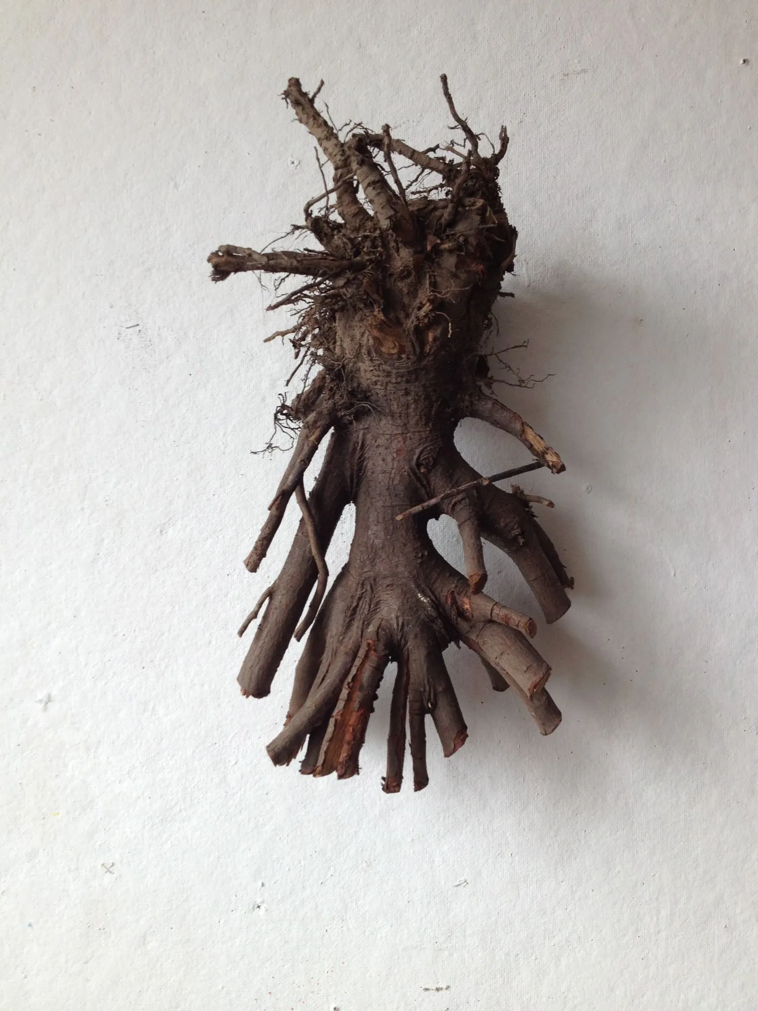 A root and branch form mounted on the white wall, its cut limbs reaching down like fingers