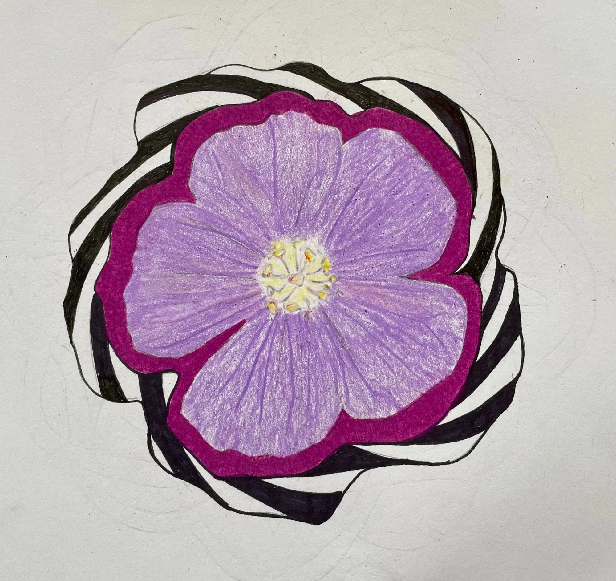 Hand-drawn concept design of a lavender geranium blossom edged in magenta, with loose black ribbons curving around it