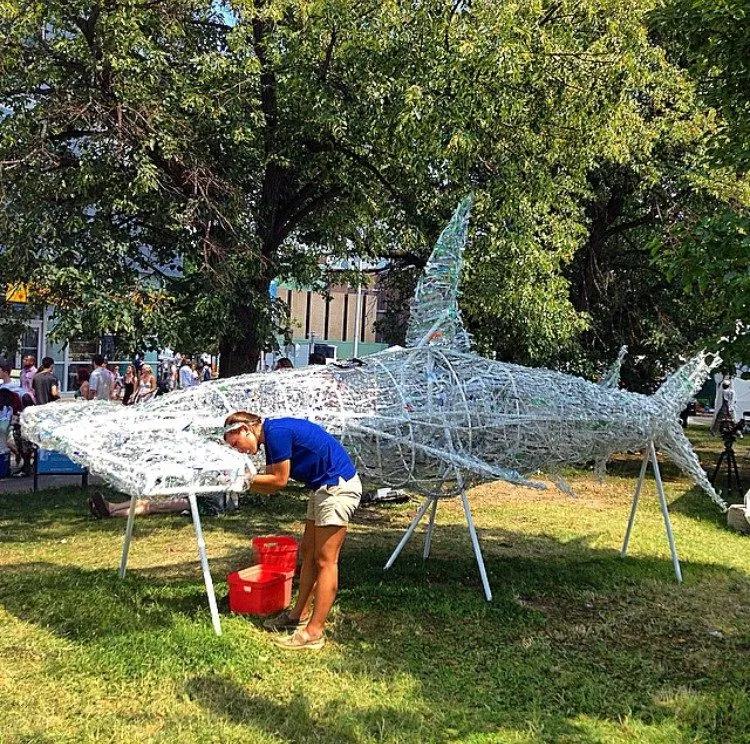 Hammerhead Shark, 2015